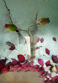 Bloody Rose��ӣ���� �ﾵҹx�Դ� ��