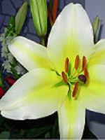 ����Ѫ��