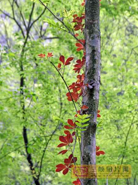 ����Ϊ��